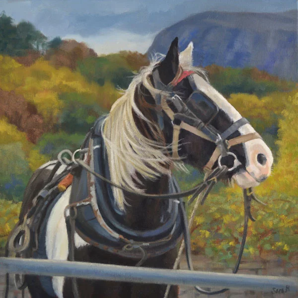 Coloured Cob Killarney