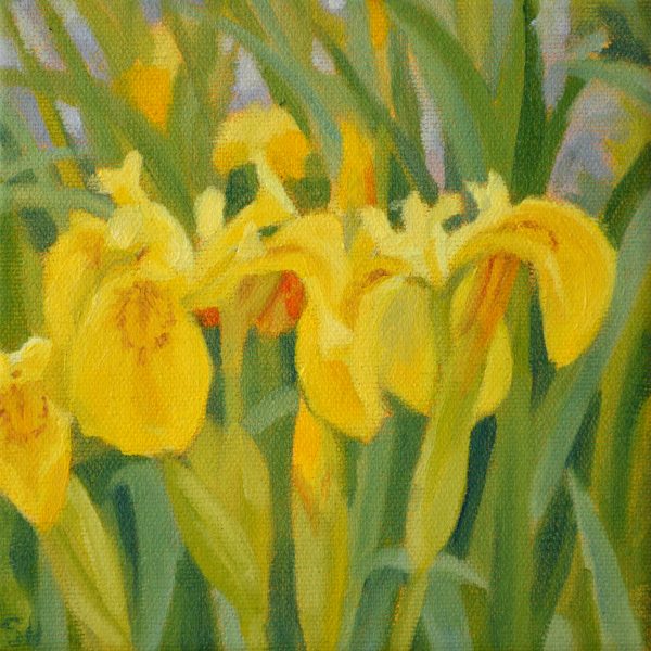 yellow falg iris
