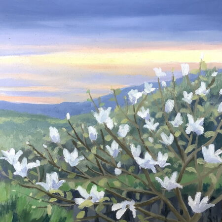 Magnolia sunset