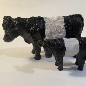 Belted Galloway