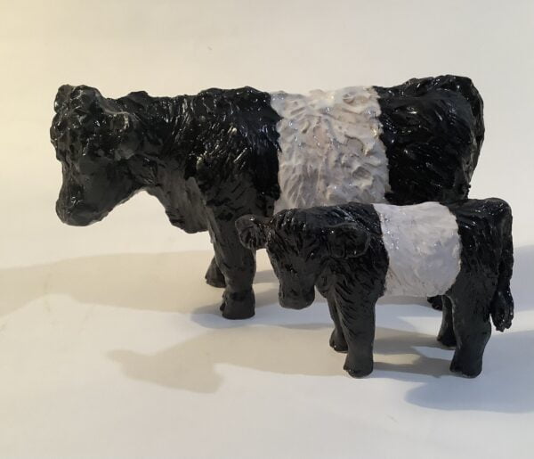 Belted Galloway