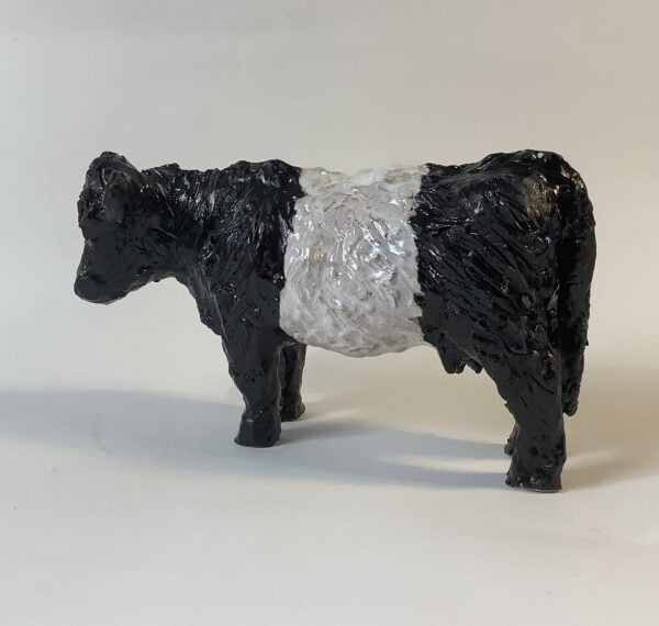 Belted Galloway