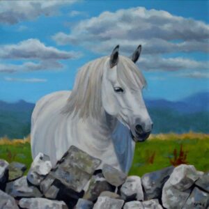 connemara pony