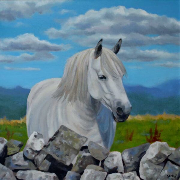 connemara pony